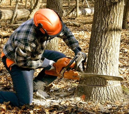 Tree Removal in Pigeon, MI